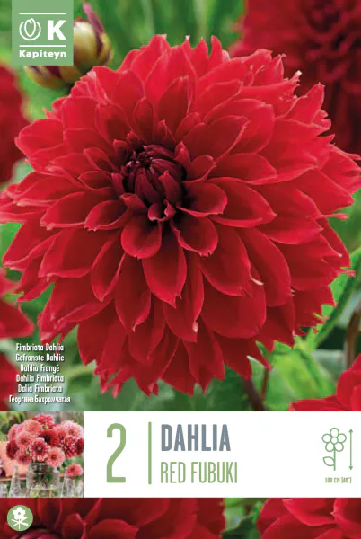 Hovedbilde Georgine 'Red Fubuki' - Dahlia x cultorum  - 2 stk