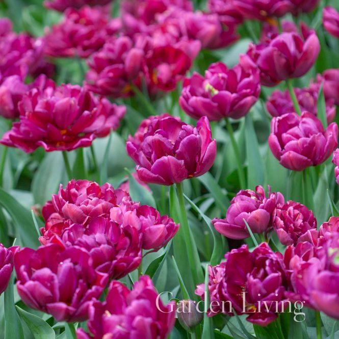 Hovedbilde Tulipan 'Alison Bradley', Doble tidlige - 7 stk