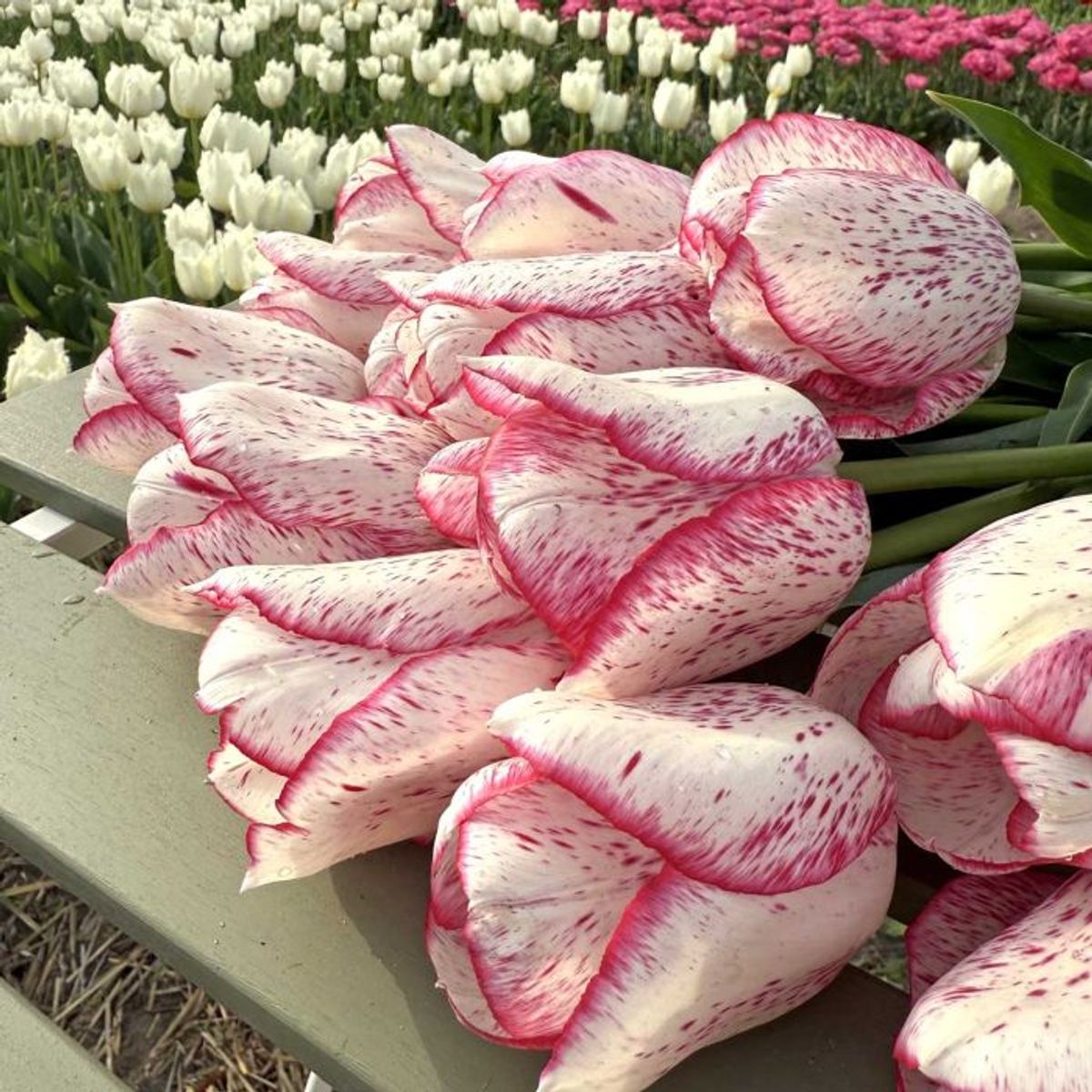 Tulipan 'Pink Frost', tidlig enkel - 10 stk