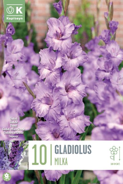 Hovedbilde Gladiol 'Milka' - Gladiolus, 10 stk.
