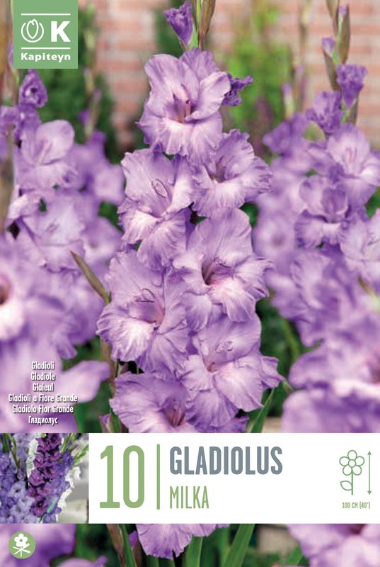Gladiol 'Milka' - Gladiolus, 10 stk.