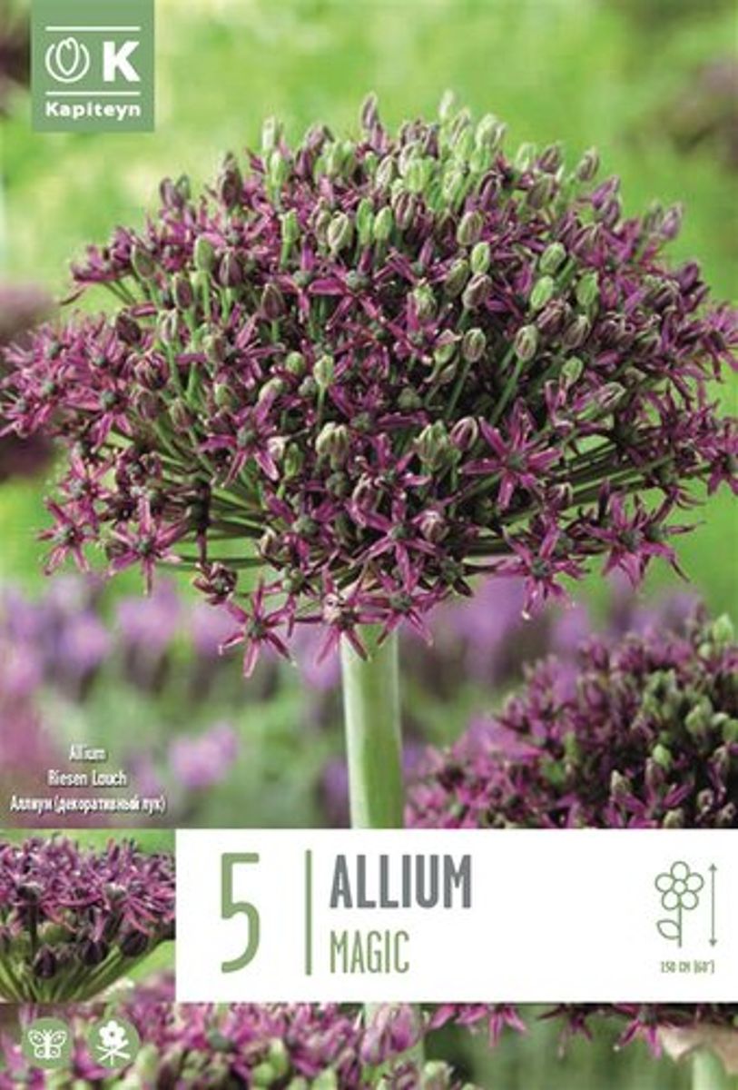 Prydløk 'Magic' - Allium - 5 stk
