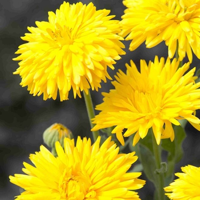 Hovedbilde Ringblomst 'Porcupine Yellow' - alendula officinalis 