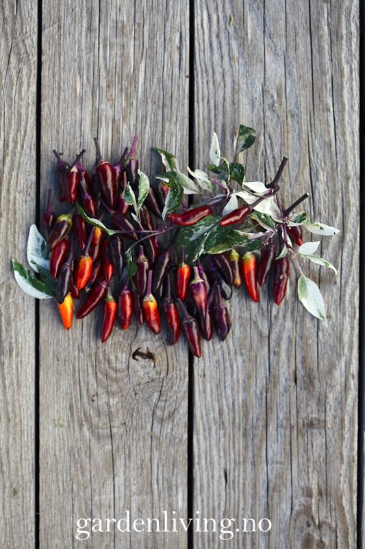 Chilipepper 'Calico' - Capsicum annuum