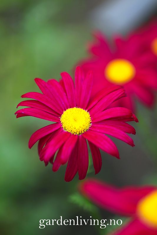 Rosekrage 'Robinson's red' - Tanacetum coccineum