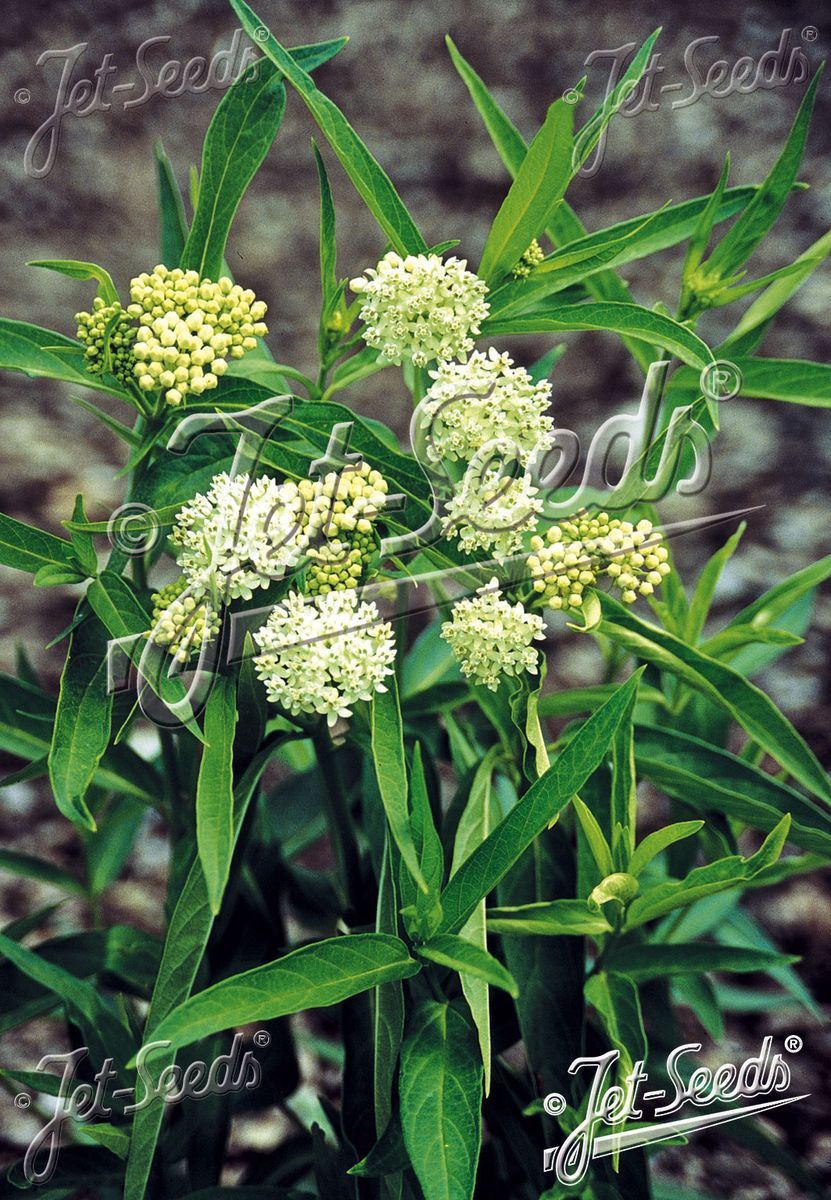 Sumpsilkeurt 'Iceballet' - Asclepias incarnata