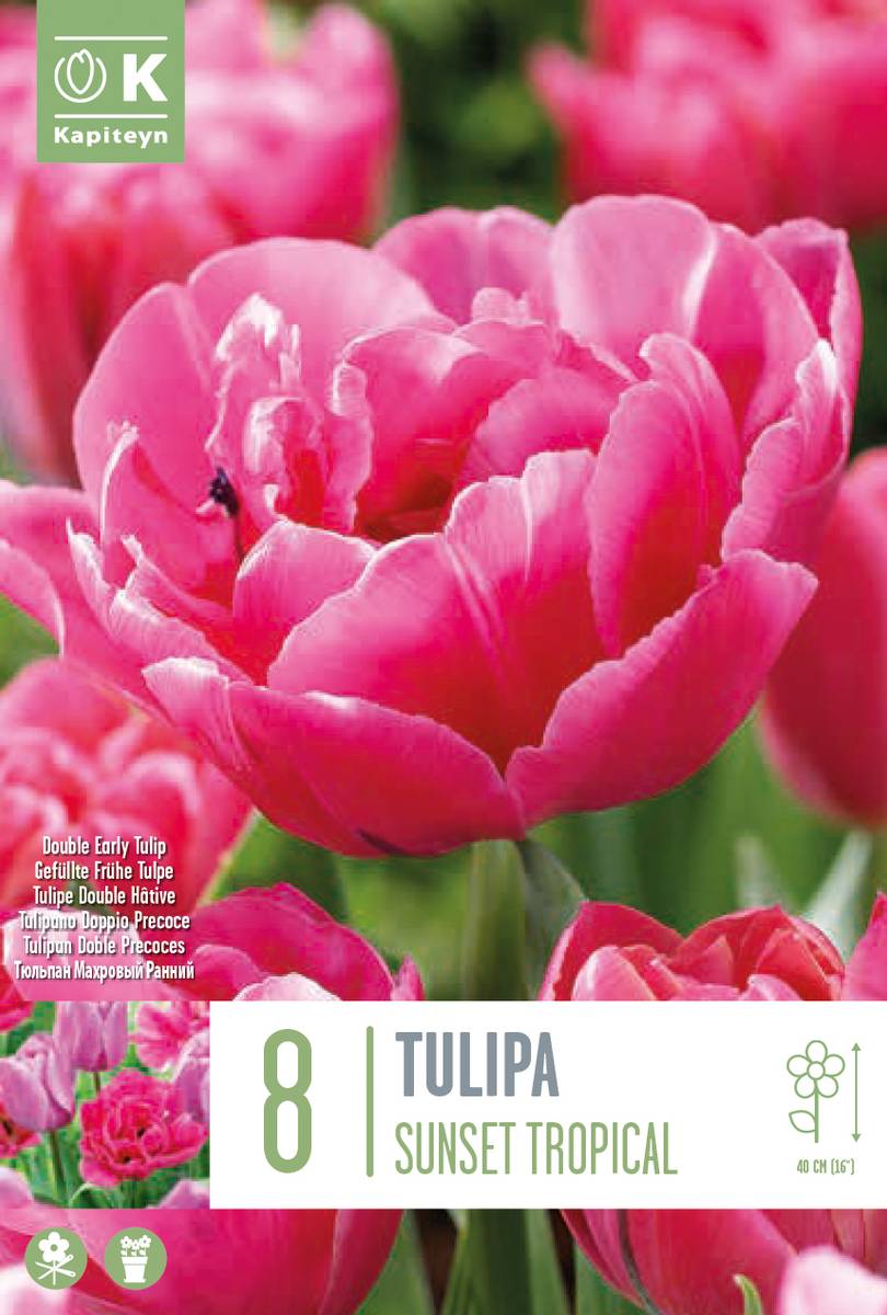 Tulipan 'Sunset Tropical', sen dobbel - 8 stk