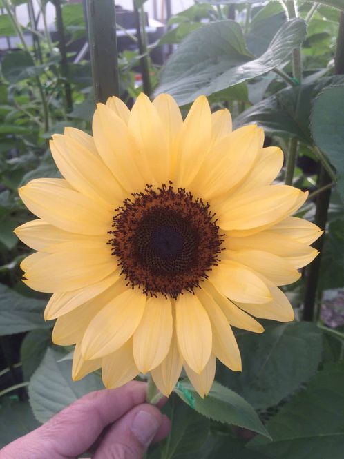 Hovedbilde Solsikke 'Pro Cut Peach' - Helianthus annuus