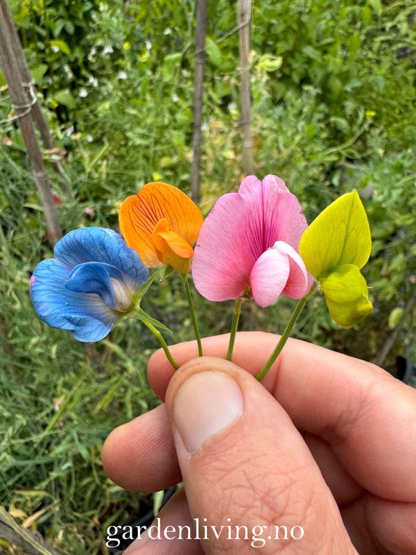 Blomsterert, artsblanding - Lathyrus 