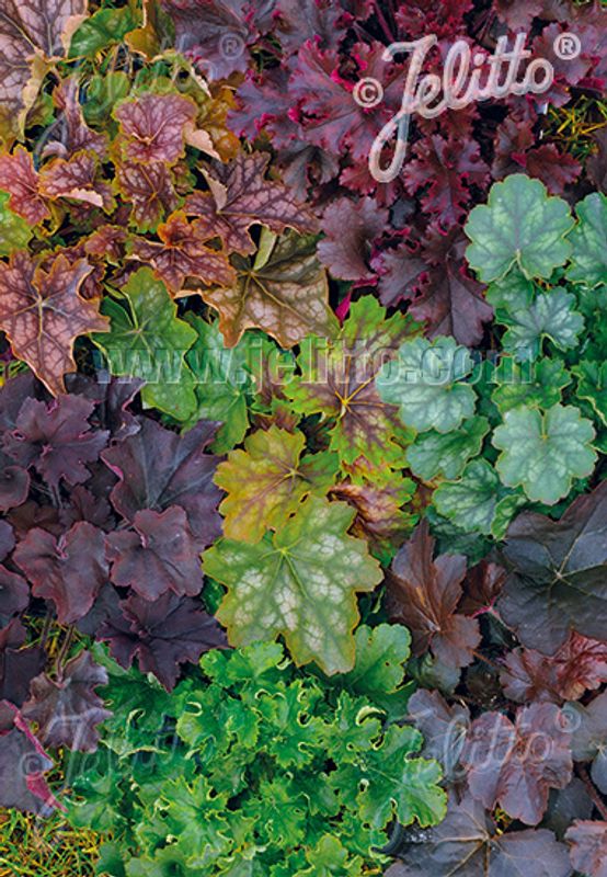 Alunrot 'Newest Hybrids' -  Heuchera