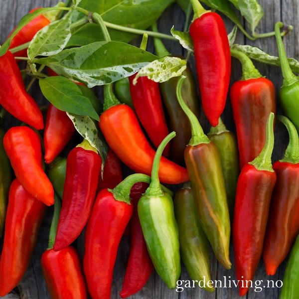 Hovedbilde Chilipepper 'Fish Pepper' - Capsicum annuum 