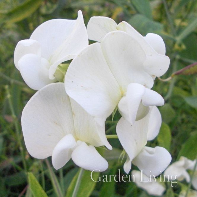 Hovedbilde Breiskolm 'White' - Lathyrus latifolius