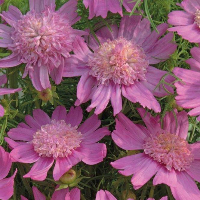 Hovedbilde Pyntekorg 'Pink Popsocks’ - Cosmos bipinnatus