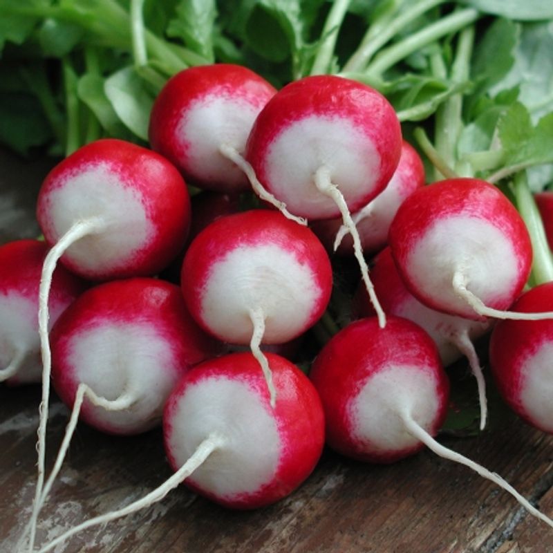 Reddik 'Poloneza' - Raphanus sativus
