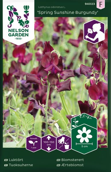 Hovedbilde Blomsterert 'Spring Sunshine Burgundy' - Lathyrus odoratus 