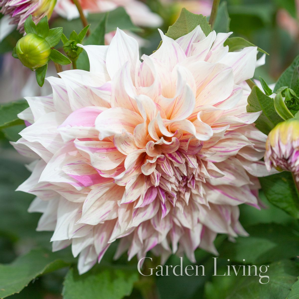 Georgine 'Cafe au Lait Twist - Dahlia x cultorum, 1 stk.
