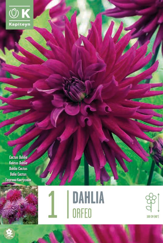 Georgine 'Orfeo' - Dahlia x cultorum, 1 stk.