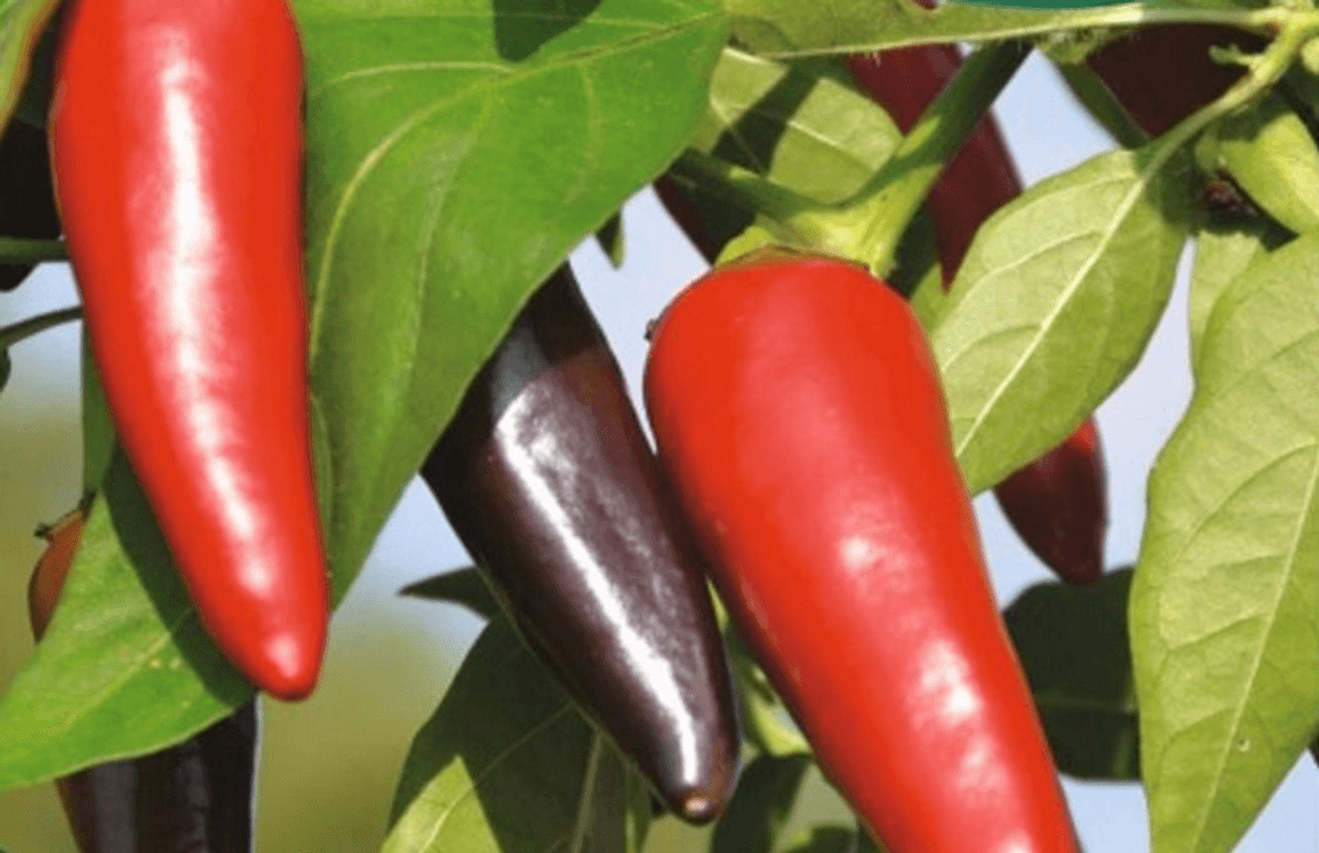 Chilipepper 'Gusto Purple' F1 - Capsicum annuum 