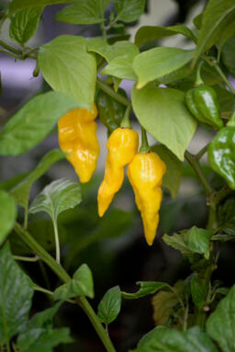 Chilipepper 'Draco Yellow' - Capsicum chinense x capricum