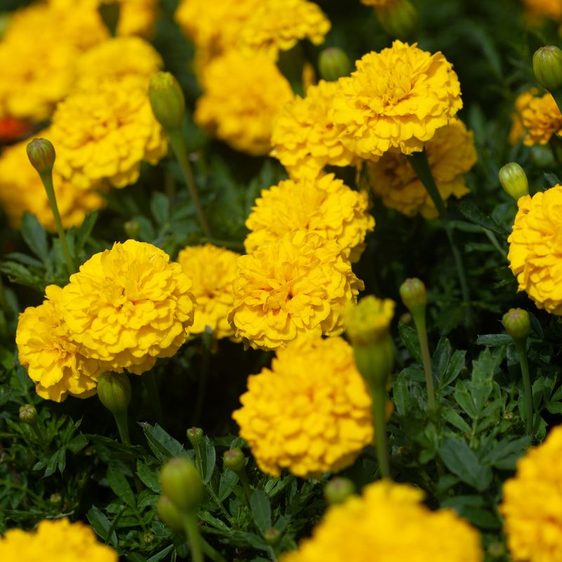 Fløyelsblomst 'Boy o Boy' - Tagetes patula