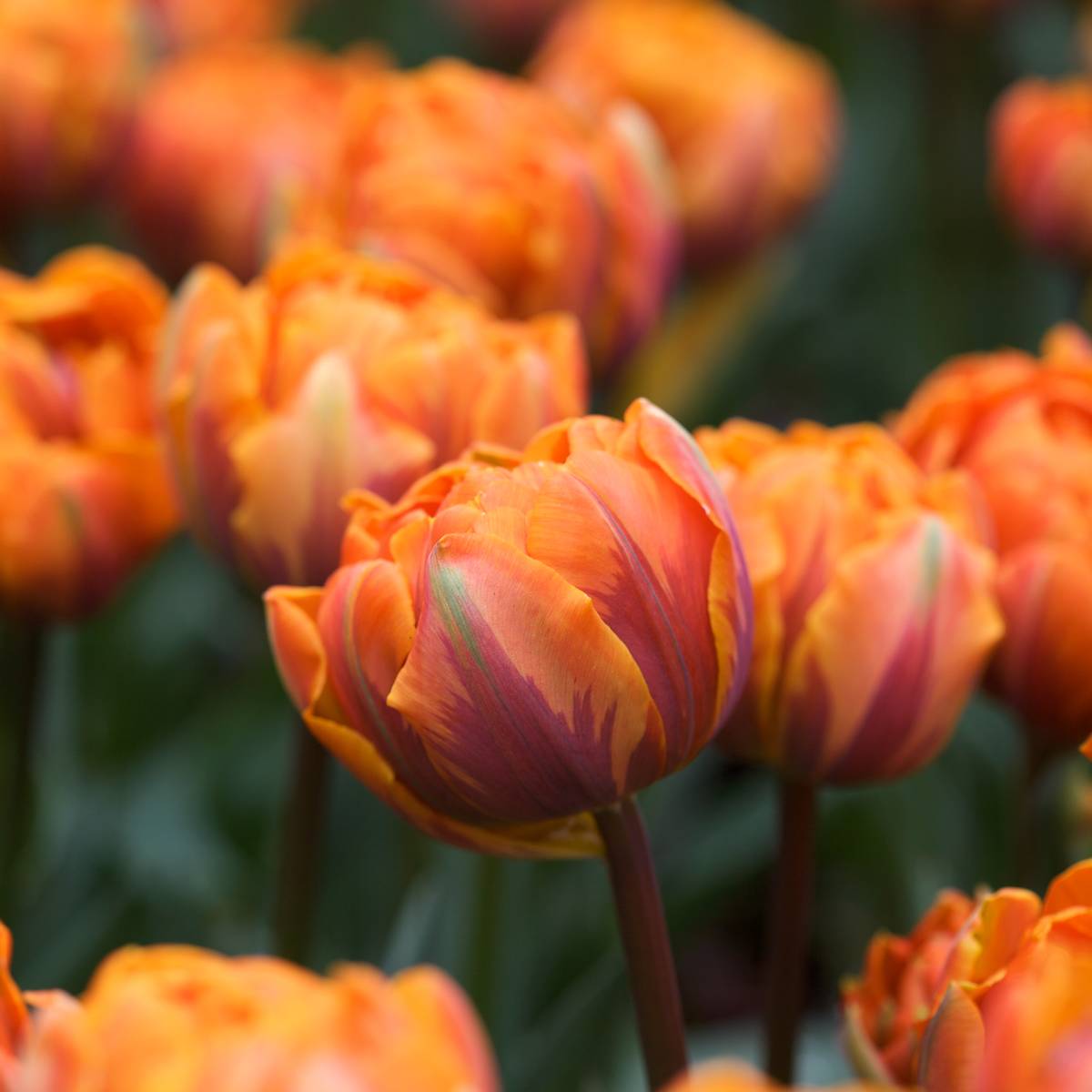 Tulipan 'Orange Princess’, sen dobbel - 7 stk 