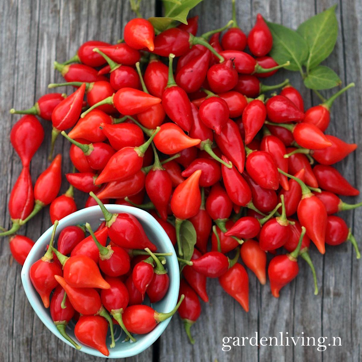 Chilipepper 'Biquinho Red' - Capsicum annuum