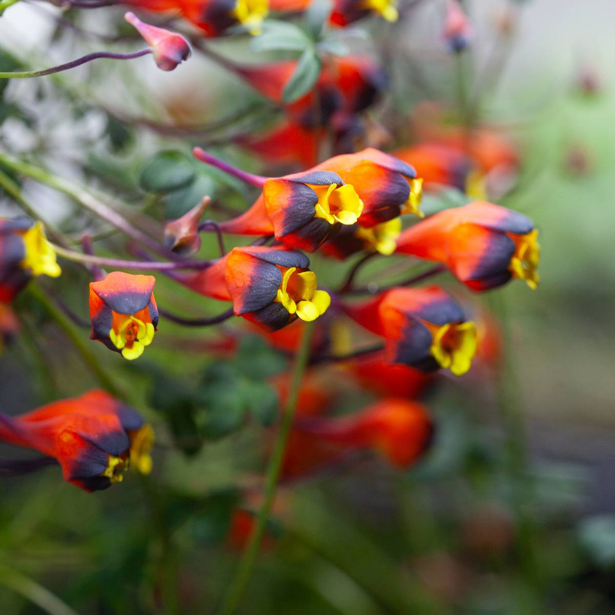 Tropaeolum tricolor - 1 stk