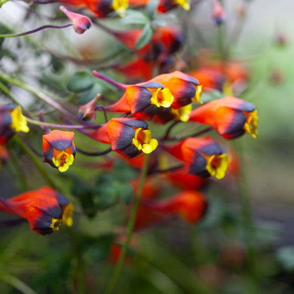 Hovedbilde Tropaeolum tricolor - 1 stk