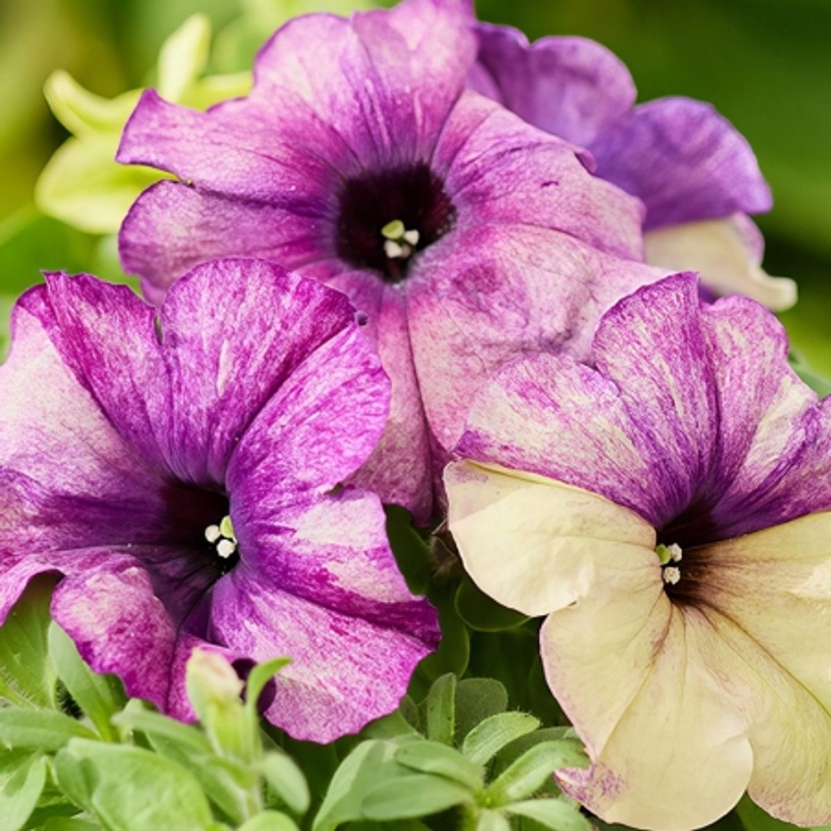 Petunia 'Blueberry Shake' F1 - Petunia x hybrida