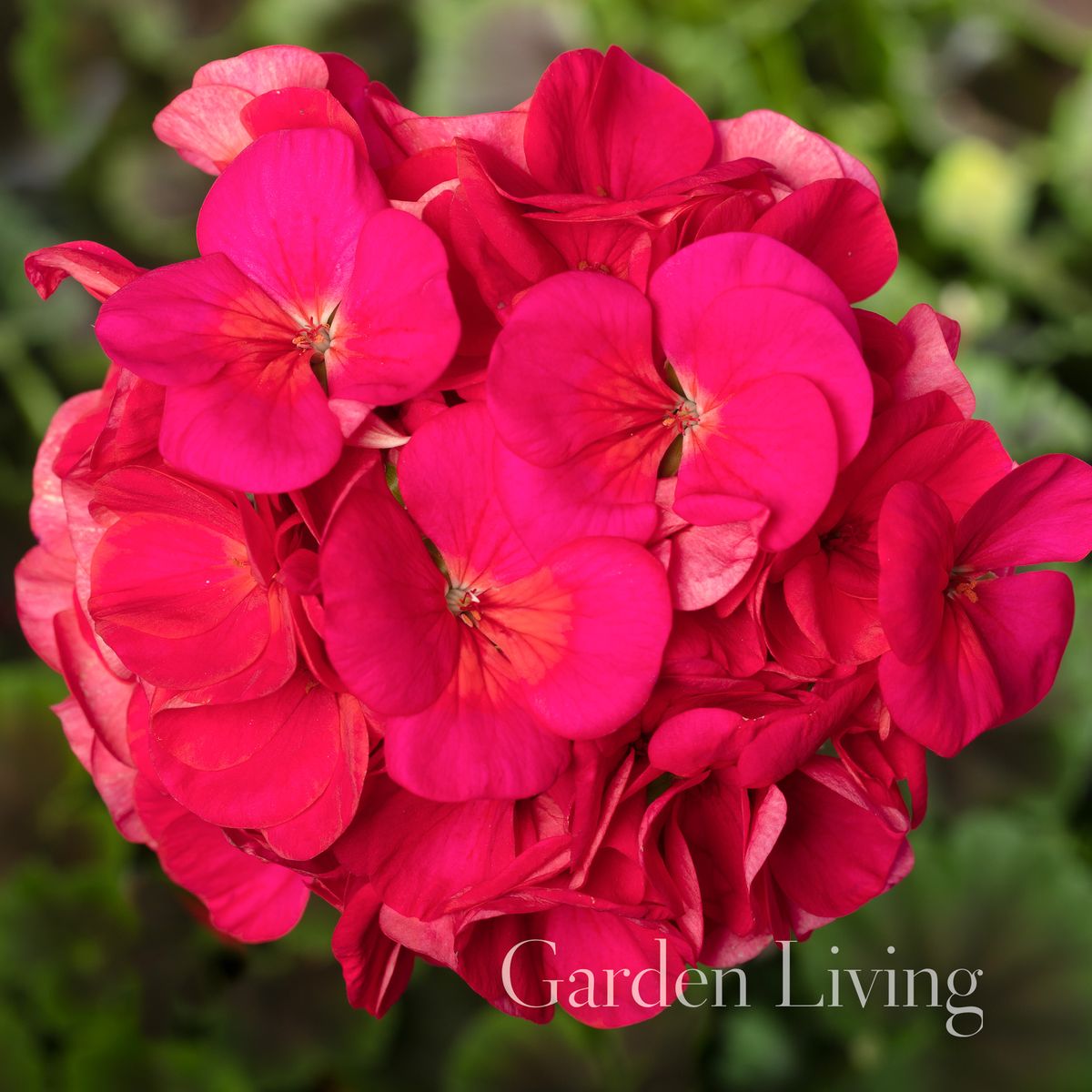 Pelargonium 'Horizon Shadow Violet' F1