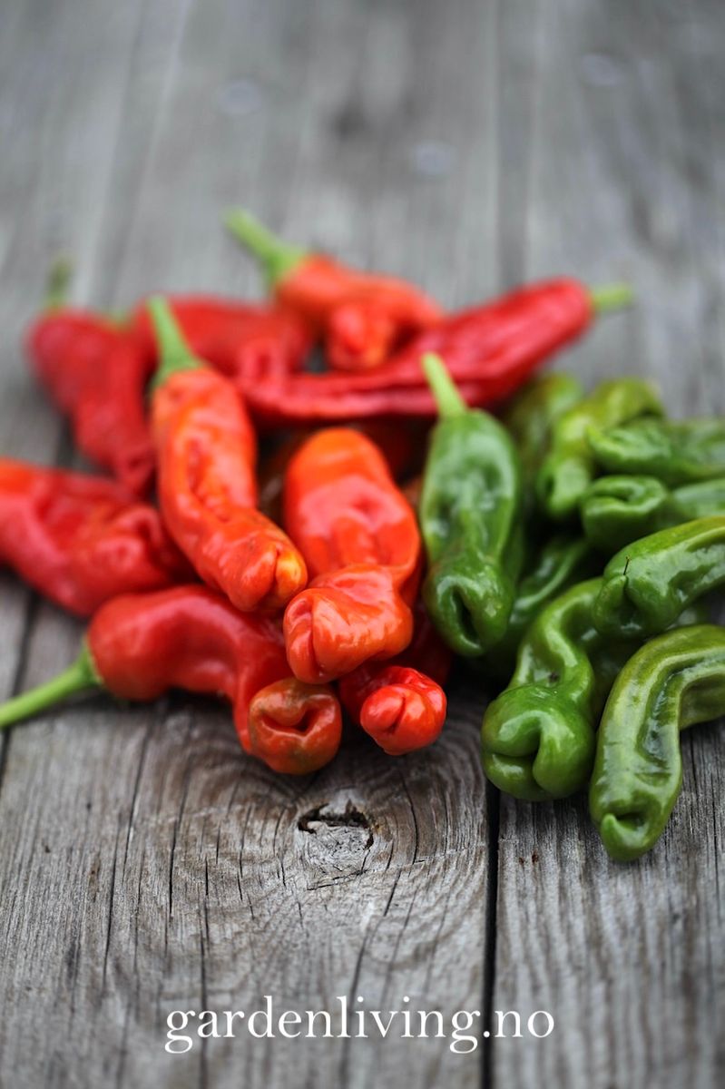 Chilipepper 'Peter Pepper Red'/'Penis Chili'- Capsicum annuum
