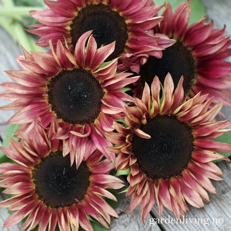 Solsikke 'Pro Cut Plum' - Helianthus annuus