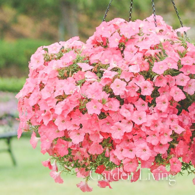 Hovedbilde Petunia 'Easy Wave Coral Reef' - Petunia x hybrida, heng