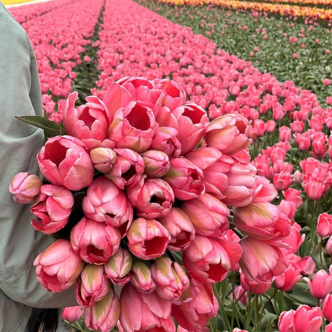 Hovedbilde Tulipan 'Design Impression', darwinhybrid - 10 stk