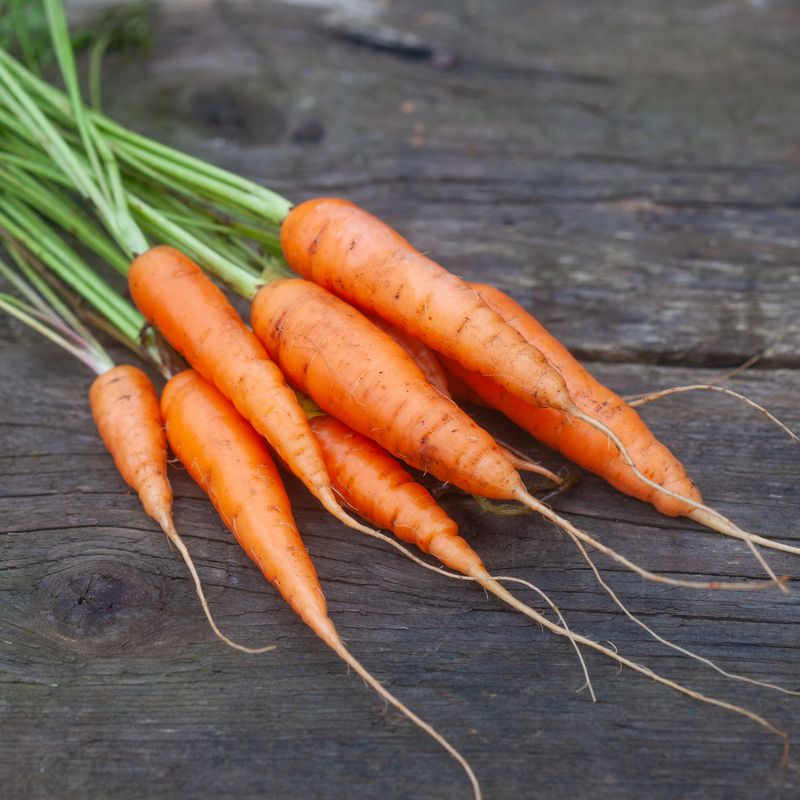 Gulrot 'Resistafly – Tozresis' F1 - Daucus carota