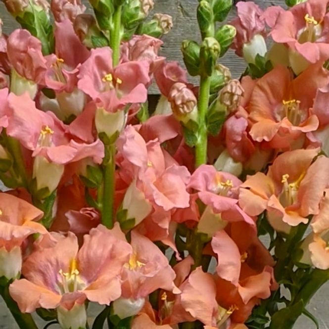 Hovedbilde Løvemunn 'Chantilly Light Salmon' F1 - Antirrhinum majus