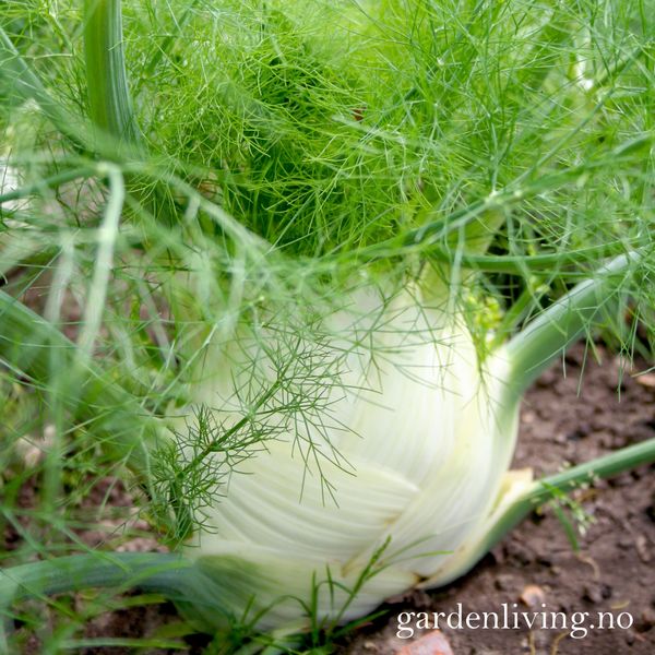 Hovedbilde Knollfennikel 'Preludio' F1 - Foeniculum vulgare