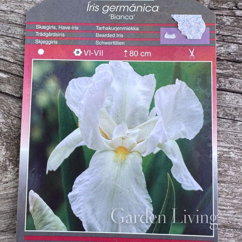 Hageiris 'Bianca' - Iris germanica