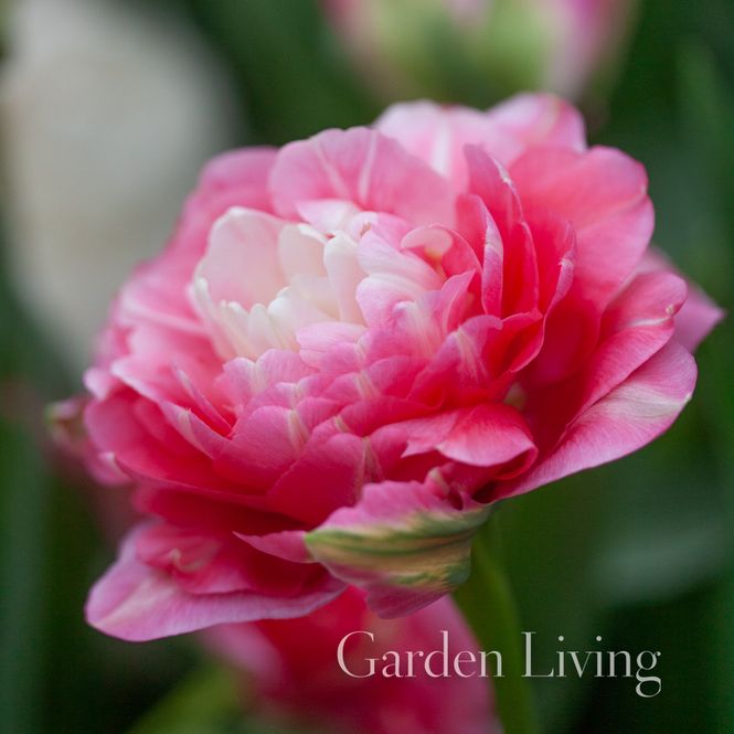 Hovedbilde Tulipan 'Double Sugar', Sen dobbel - 10 stk
