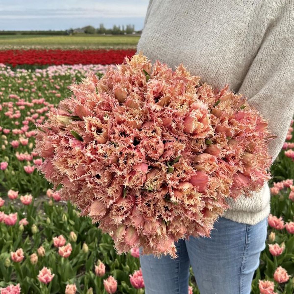 Tulipan 'Paleis Het Loo', frynsetulipan - 10 stk