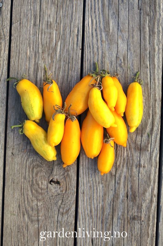 Drivhustomat 'Banana Legs' - Lycopersicon lycopersicum