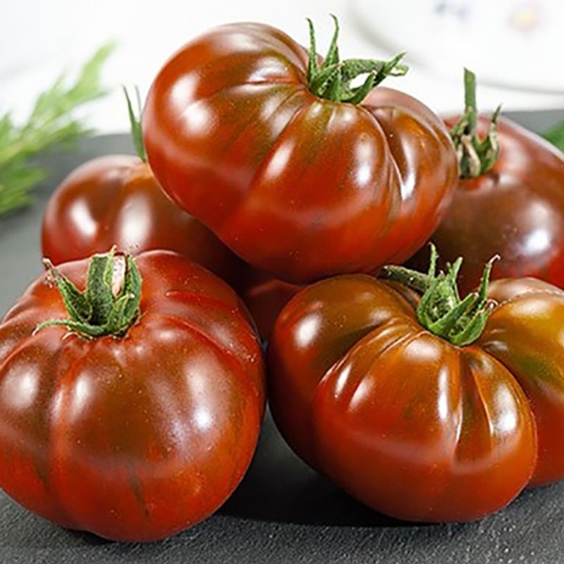 Drivhustomat 'Russian Black' - Lycopersicon lycopersicum