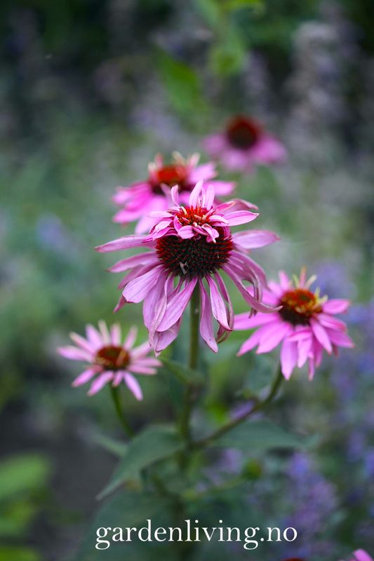 Purpursolhatt 'Doubledecker' - Echinacea purpurea