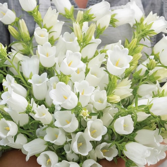 Hovedbilde Mariaklokke 'Champion I White' F1 - Campanula medium ...