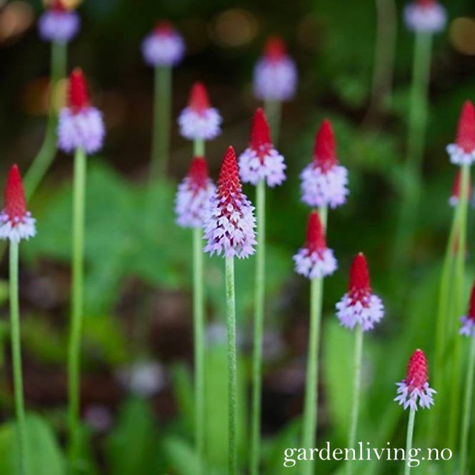 Hovedbilde Orkidéprimula - Primula vialii