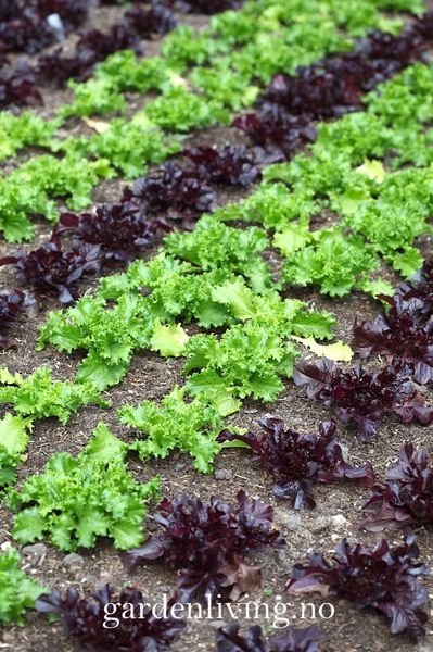 Hovedbilde Eikebladsalat 'Catalogna' - Lactuca