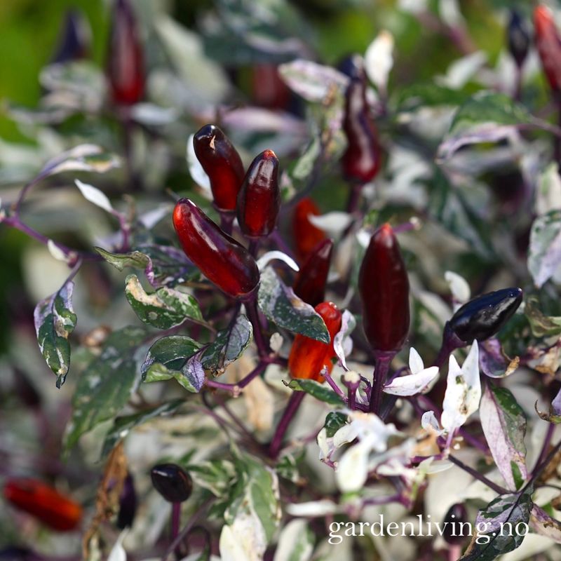 Chilipepper 'Calico' - Capsicum annuum