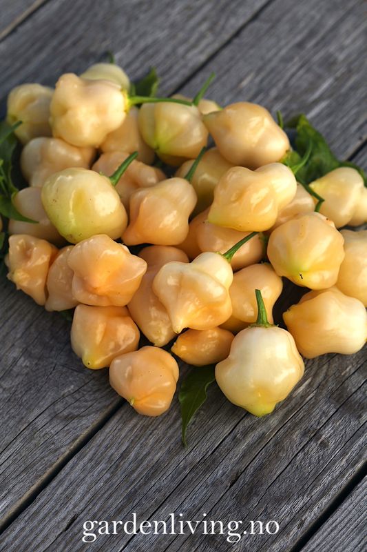 Chilipepper 'Sugar Rush Peach Bell' - Capsicum baccatum