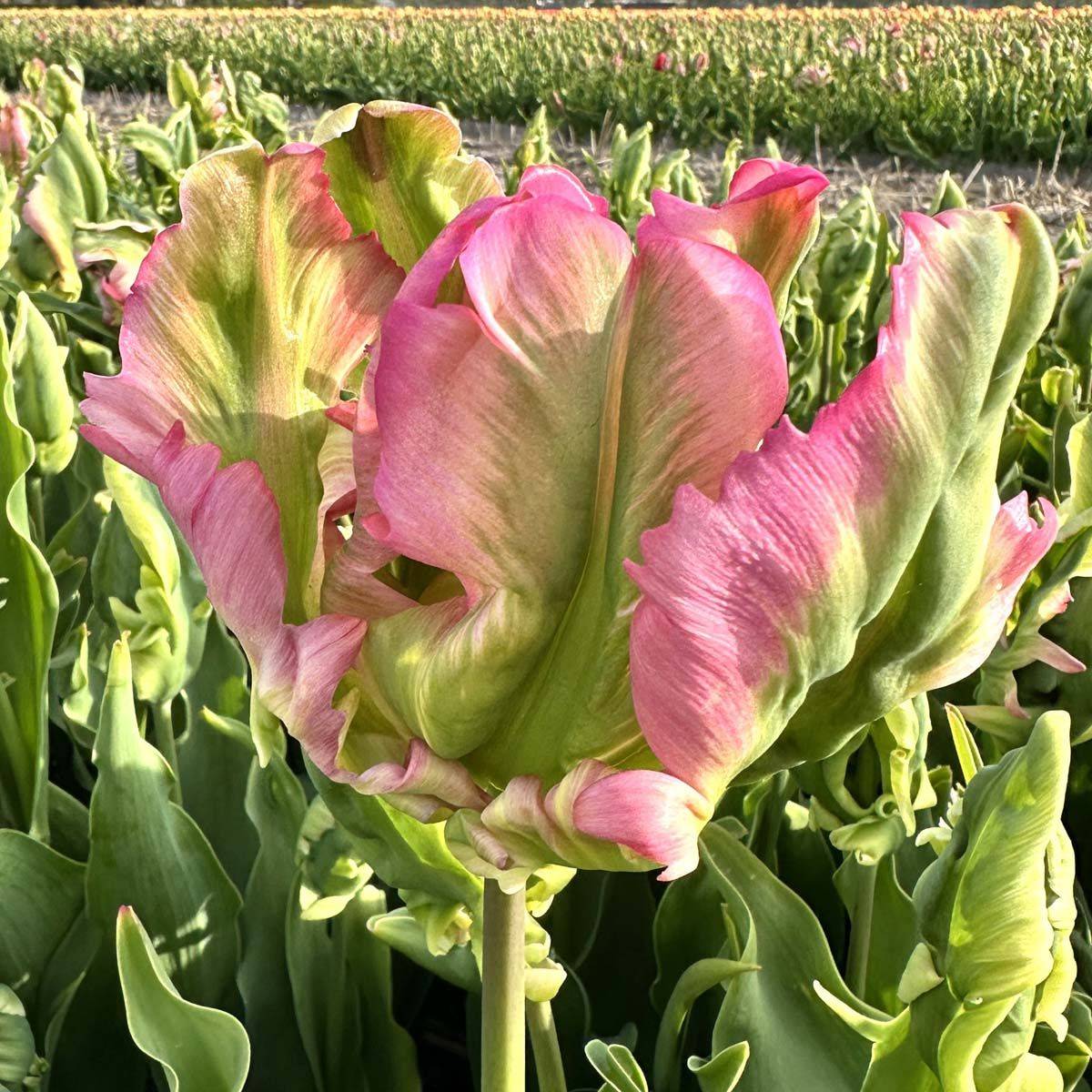 Tulipan 'Green Wave', papegøyeblomstrende - 10 stk