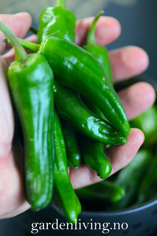 Chilipepper 'Padron' - Capsicum annuum 